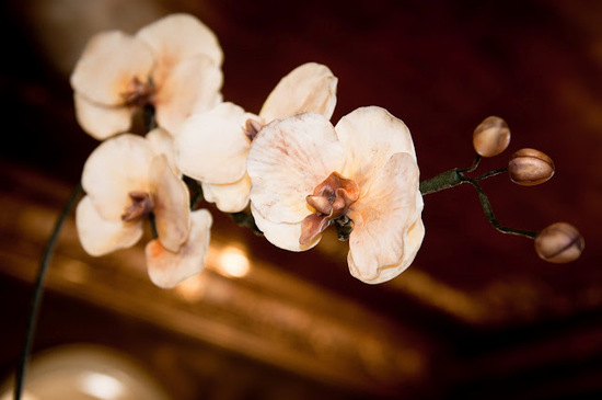 photo of orchid wedding flowers reception centerpiece
