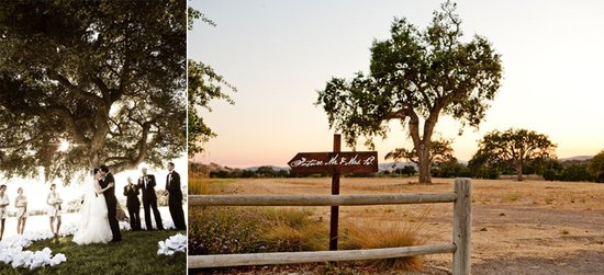 photo of Why Don't You: Get married under a big tree!