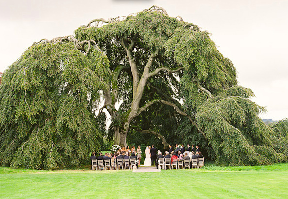 Irish-wedding-under-tree_from_cooper_carras_via_once_wed.full