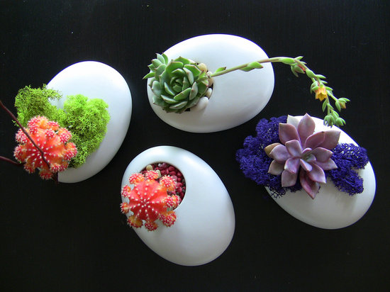 photo of Succulently Urban
