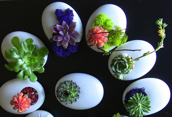 photo of Succulently Urban