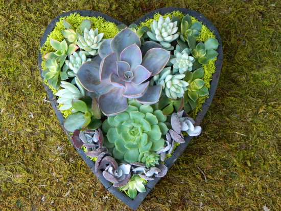 photo of The Little Succulent Shop