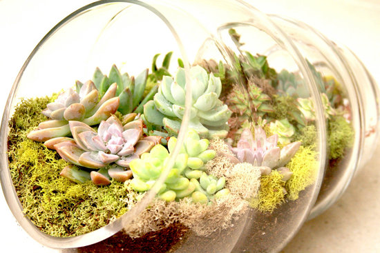photo of Another World Plants