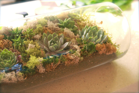 photo of Another World Plants