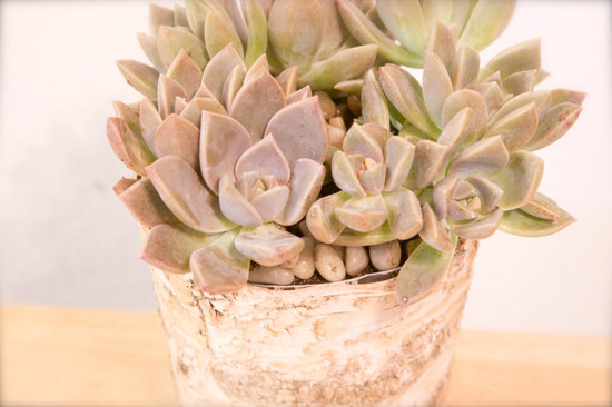 photo of Another World Plants