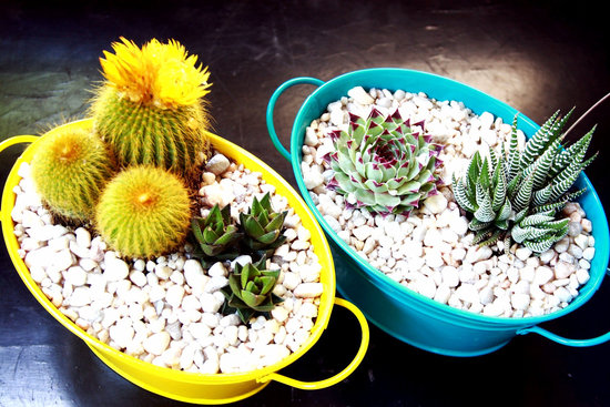 photo of Another World Plants