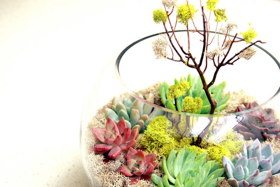 photo of Another World Plants