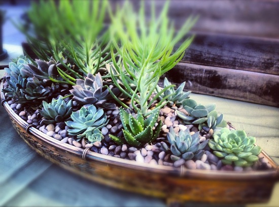 photo of Another World Plants