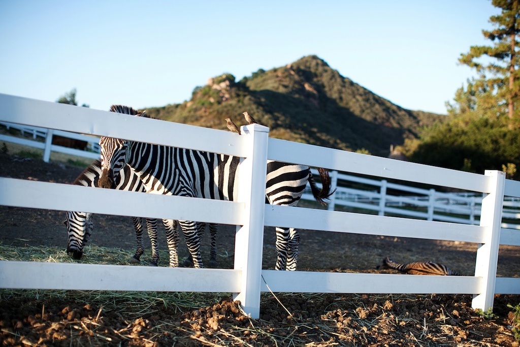 Wild-animals-at-real-weddings-california-outdoor-wedding.full