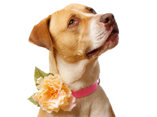photo of Floral canine collar