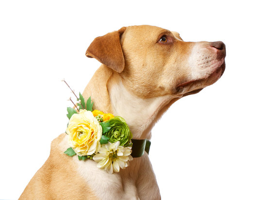 photo of Floral canine collar