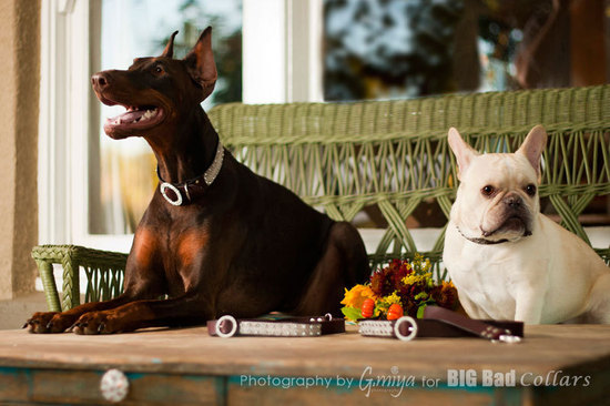 photo of Big Bad Collars