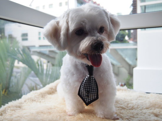 photo of Furkids Closet