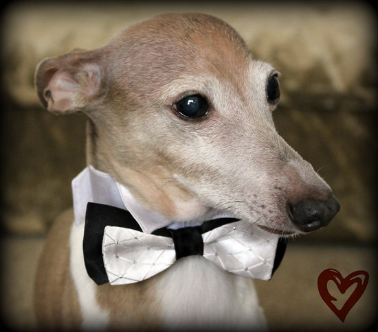photo of Furkids Closet