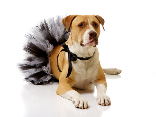 photo of Charlie Hearts Diesel
