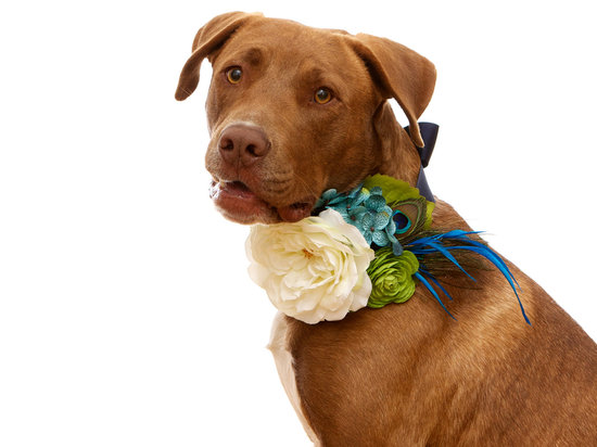 photo of Charlie Hearts Diesel
