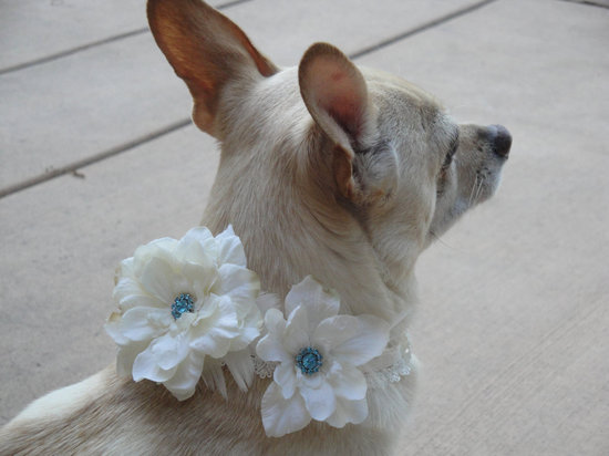 photo of Flora and Fauna Flowers