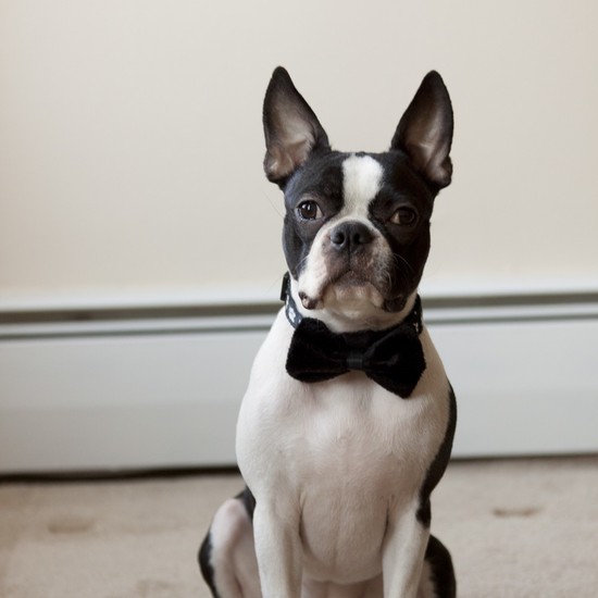 photo of Happy Dog Clothes