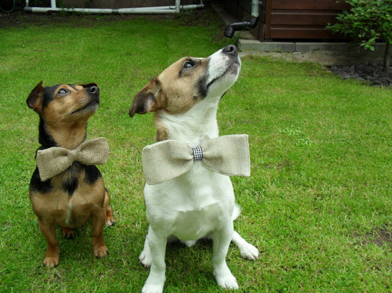 photo of Harrys Bags